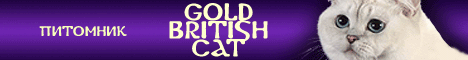 питомник британских кошек «GOLD BRITISH CAT» из Ростова-на-Дону